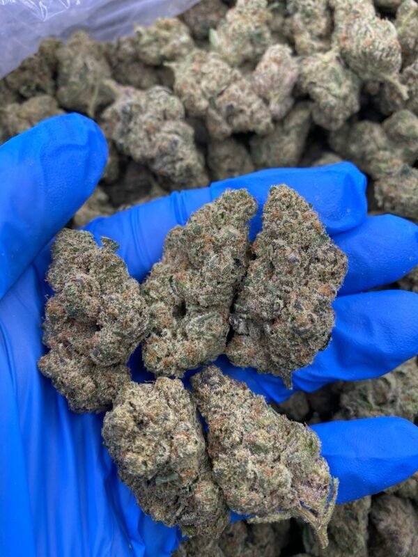 Blue Meteorite strain