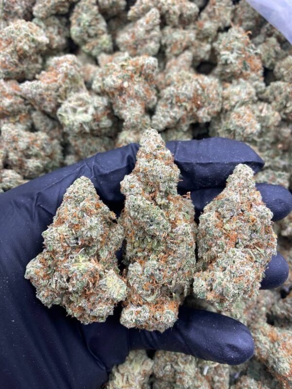 JACK HERER
