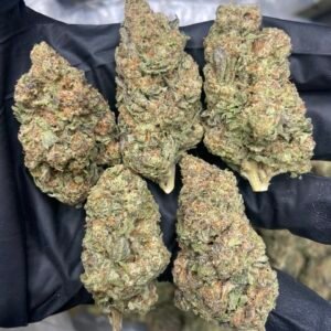 Gelato
