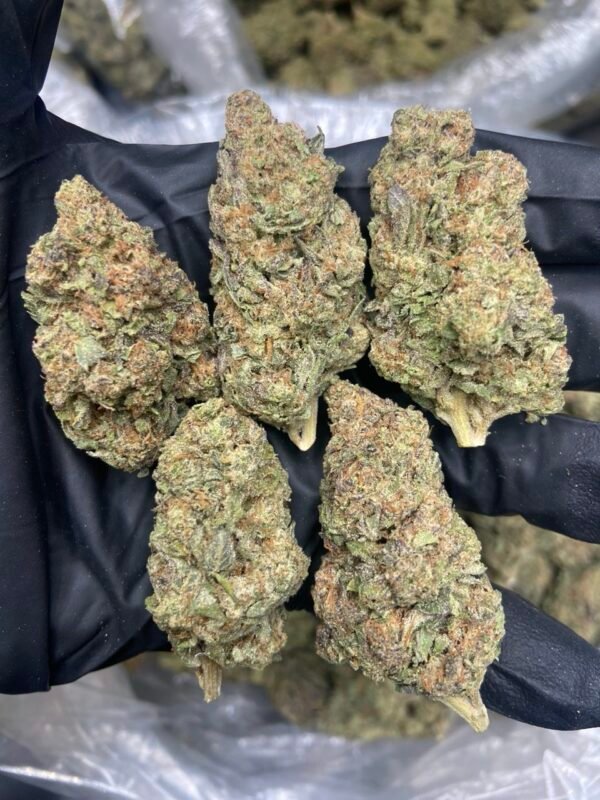 Gelato