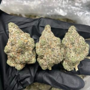 Sugar Cookies