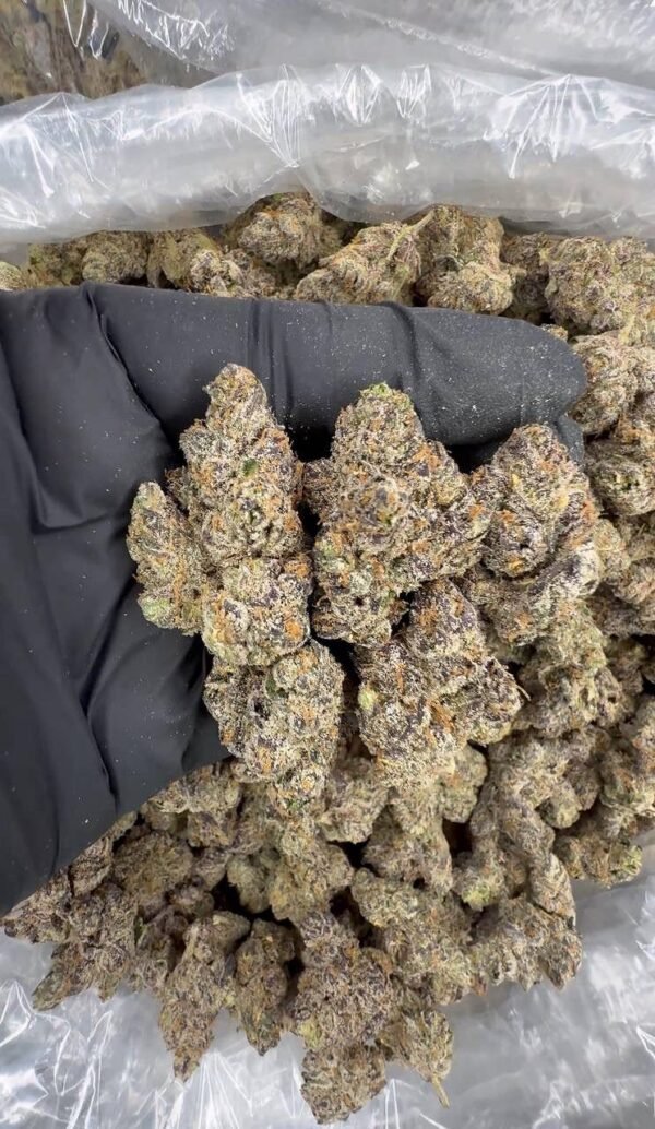 Pink Runtz (Indoor Exotics)
